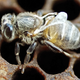 Illustration for article titled A Deadly Bee Virus Is Spreading and Only Humans Can Stop It